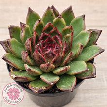 Load image into Gallery viewer, Echeveria 'Bloody Maria'