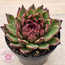 Load image into Gallery viewer, Echeveria 'Bloody Maria'