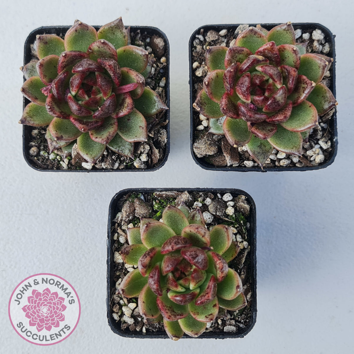 Echeveria 'Bloody Maria'