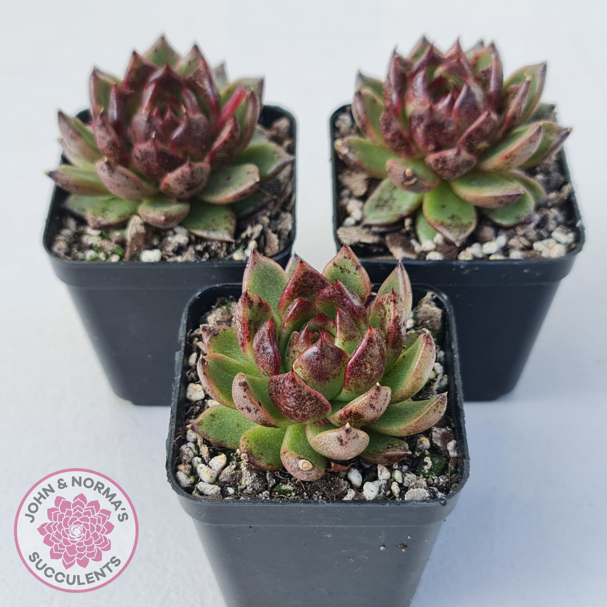 Echeveria 'Bloody Maria'
