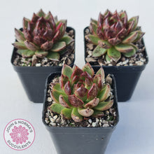 Load image into Gallery viewer, Echeveria 'Bloody Maria'