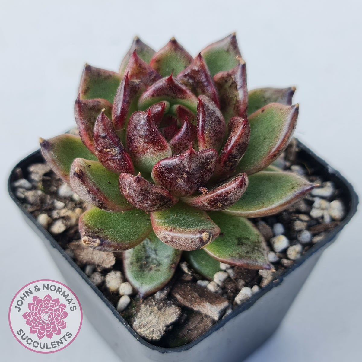 Echeveria 'Bloody Maria'