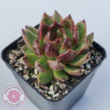 Load image into Gallery viewer, Echeveria 'Bloody Maria'