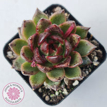 Load image into Gallery viewer, Echeveria 'Bloody Maria'