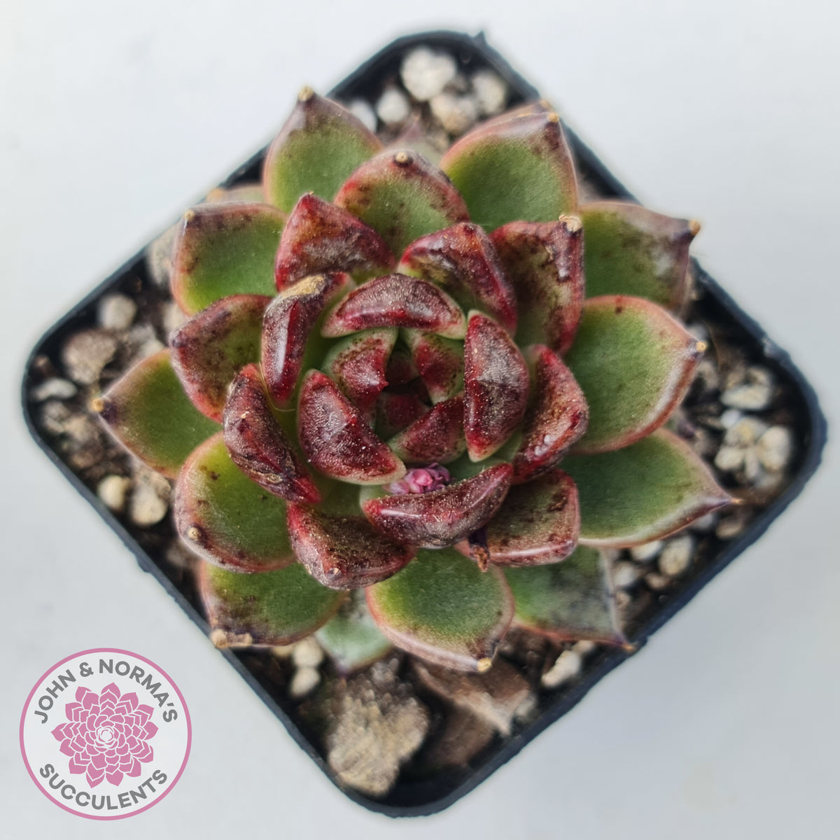 Echeveria 'Bloody Maria'