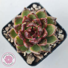 Load image into Gallery viewer, Echeveria 'Bloody Maria'