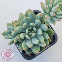 Load image into Gallery viewer, Echeveria 'Blue Apple' - John & Norma's Succulents Australia