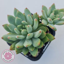 Load image into Gallery viewer, Echeveria 'Blue Apple' - John & Norma's Succulents Australia