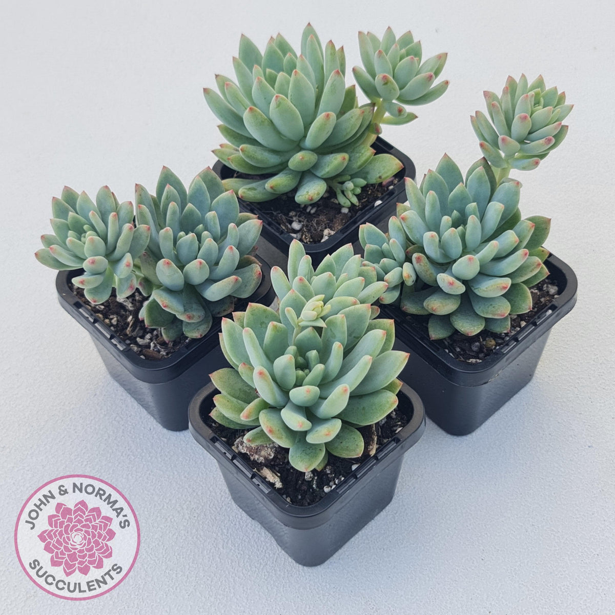 Echeveria 'Blue Apple'