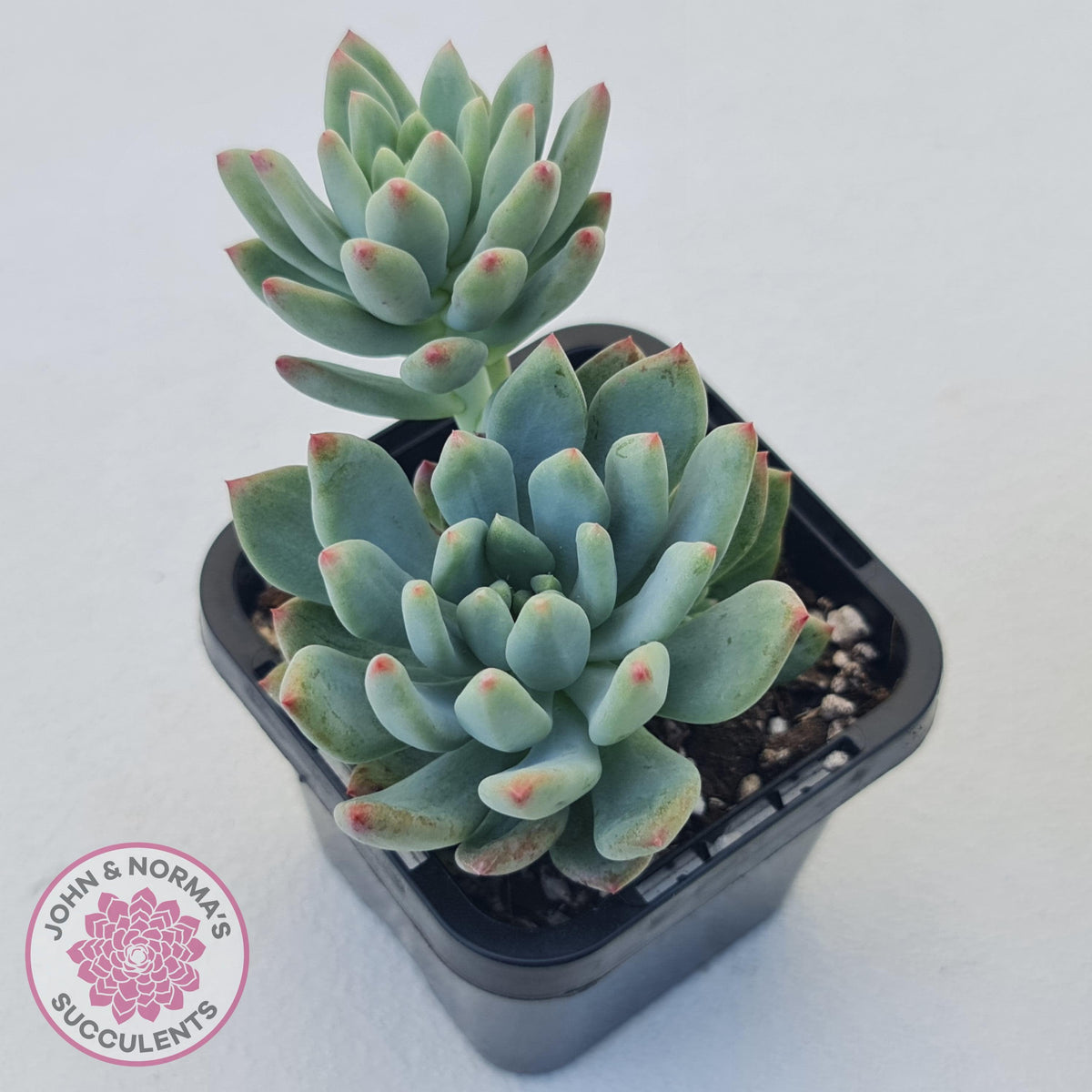 Echeveria 'Blue Apple'