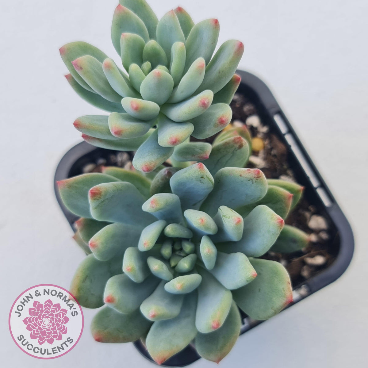Echeveria 'Blue Apple'