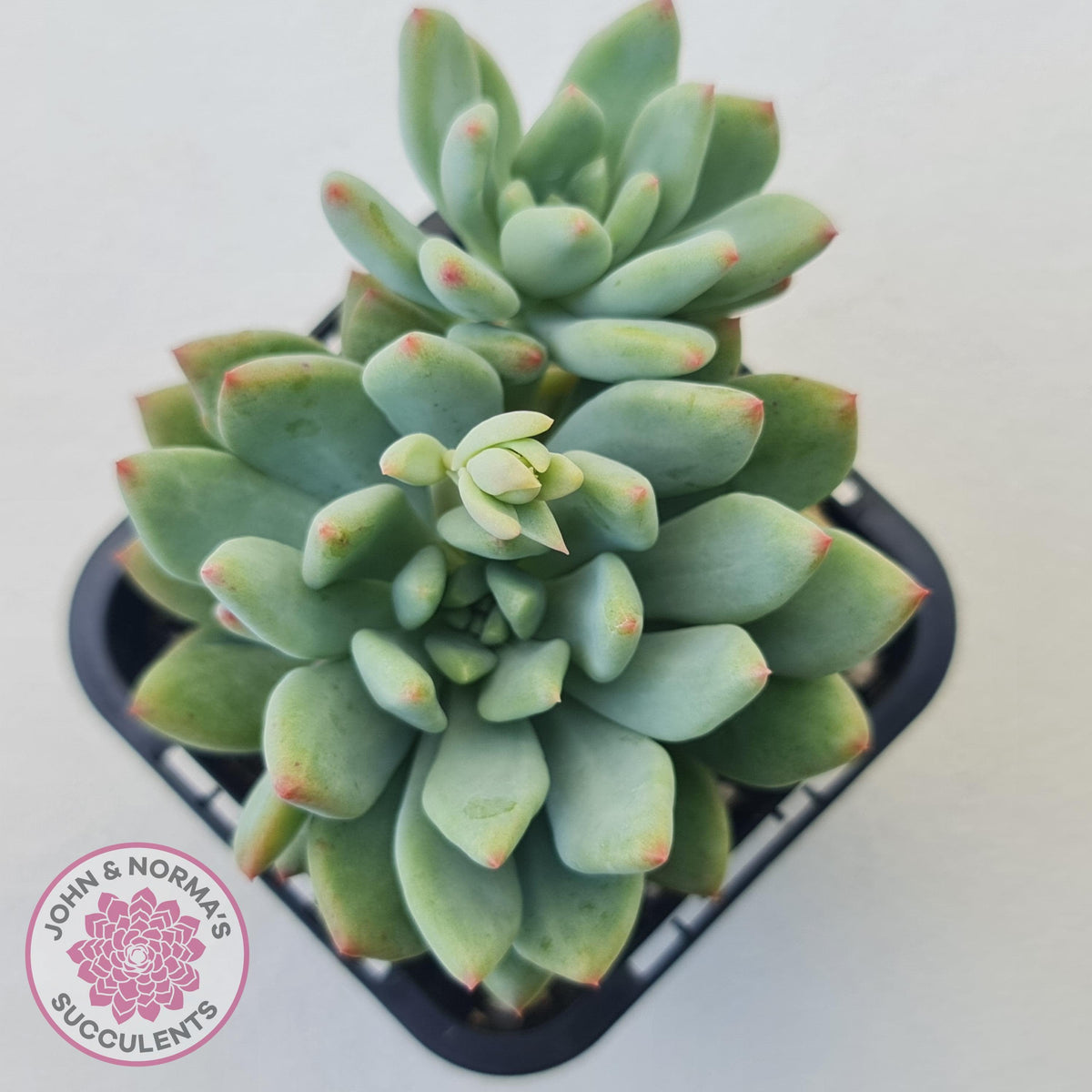 Echeveria 'Blue Apple'