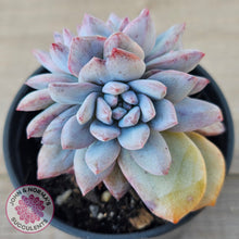 Load image into Gallery viewer, Echeveria 'Blue Bird' Monstrose
