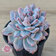 Load image into Gallery viewer, Echeveria 'Blue Bird' Monstrose