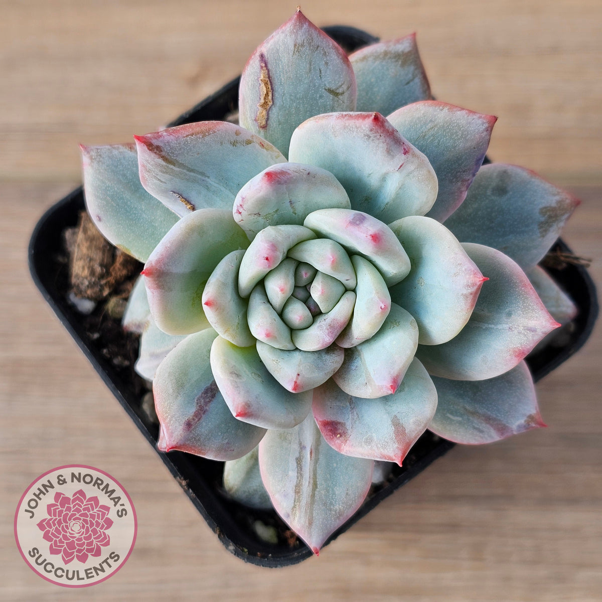 Echeveria 'Blue Bird' Monstrose