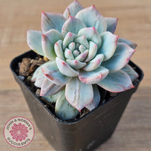 Load image into Gallery viewer, Echeveria 'Blue Bird' Monstrose
