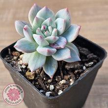 Load image into Gallery viewer, Echeveria 'Blue Bird' Monstrose