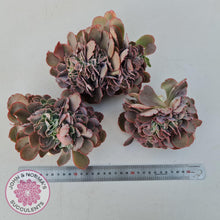 Load image into Gallery viewer, Echeveria 'Blue Curls' Crested Cuttings - John & Norma's Succulents Australia
