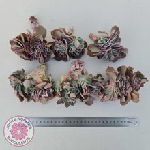 Load image into Gallery viewer, Echeveria 'Blue Curls' Crested Cuttings - John & Norma's Succulents Australia