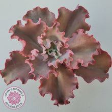 Load image into Gallery viewer, Echeveria Blue Curls