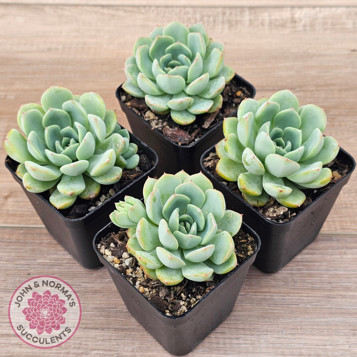 Echeveria 'Blue Day'