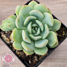 Load image into Gallery viewer, Echeveria 'Blue Day'