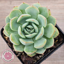 Load image into Gallery viewer, Echeveria 'Blue Day'