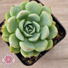 Load image into Gallery viewer, Echeveria 'Blue Day'