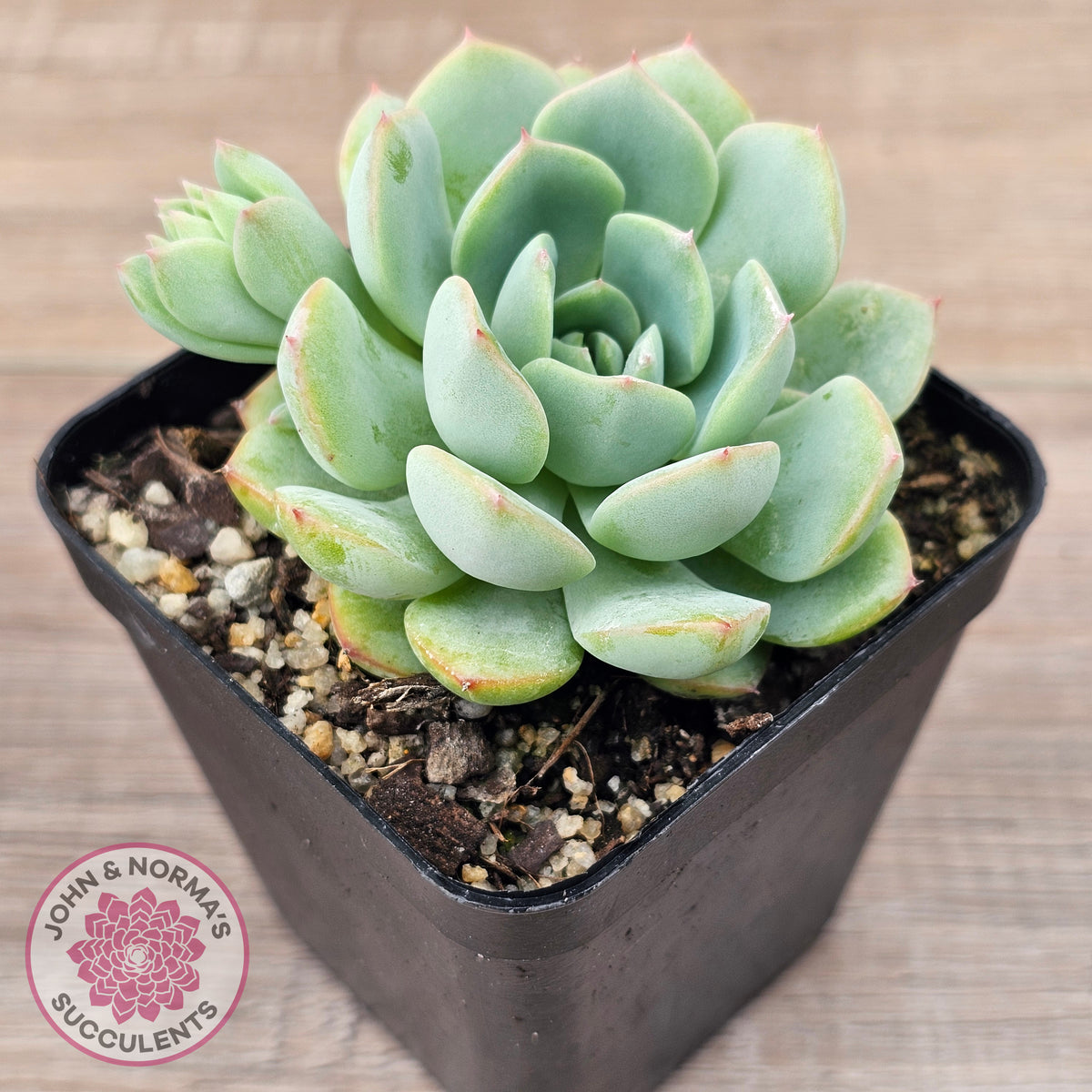 Echeveria 'Blue Day'