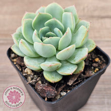 Load image into Gallery viewer, Echeveria 'Blue Day'