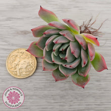 Load image into Gallery viewer, Echeveria 'Blue Dolphin' - Cutting