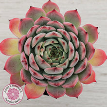 Load image into Gallery viewer, Echeveria 'Blue Dolphin' - Cutting