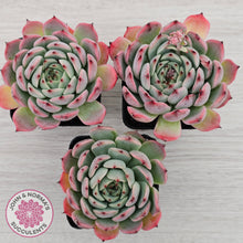Load image into Gallery viewer, Echeveria 'Blue Dolphin'