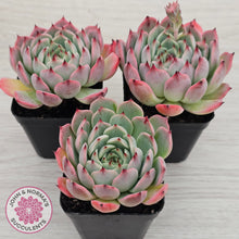 Load image into Gallery viewer, Echeveria 'Blue Dolphin'