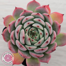 Load image into Gallery viewer, Echeveria 'Blue Dolphin'