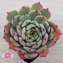 Load image into Gallery viewer, Echeveria 'Blue Dolphin'