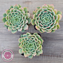 Load image into Gallery viewer, Echeveria 'Blue Eye'