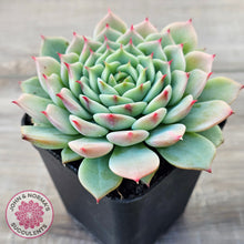 Load image into Gallery viewer, Echeveria 'Blue Eye'