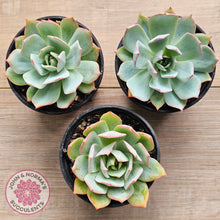Load image into Gallery viewer, Echeveria Blue Light Frilly
