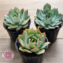 Load image into Gallery viewer, Echeveria Blue Light Frilly