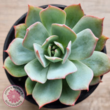 Load image into Gallery viewer, Echeveria Blue Light Frilly