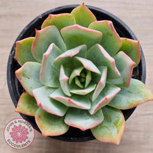 Load image into Gallery viewer, Echeveria Blue Light Frilly