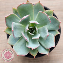 Load image into Gallery viewer, Echeveria Blue Light Frilly