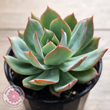 Load image into Gallery viewer, Echeveria Blue Light Frilly