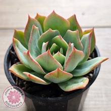 Load image into Gallery viewer, Echeveria Blue Light Frilly