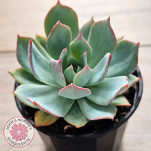Load image into Gallery viewer, Echeveria Blue Light Frilly