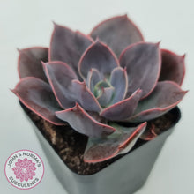Load image into Gallery viewer, Echeveria Blue Metal (Single)