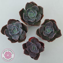 Load image into Gallery viewer, Echeveria Blue Metal (Single)