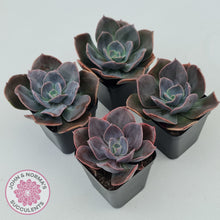 Load image into Gallery viewer, Echeveria Blue Metal (Single)