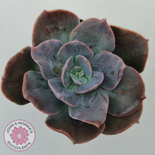 Load image into Gallery viewer, Echeveria Blue Metal (Single)